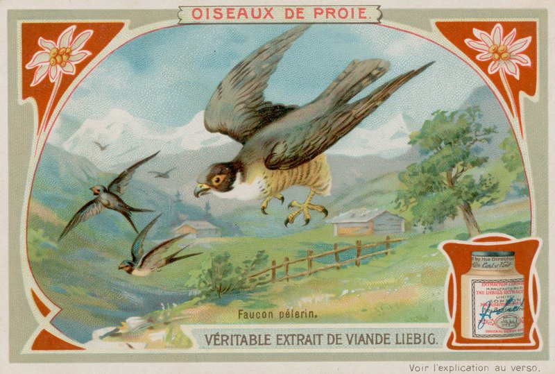 Wanderfalke von European School