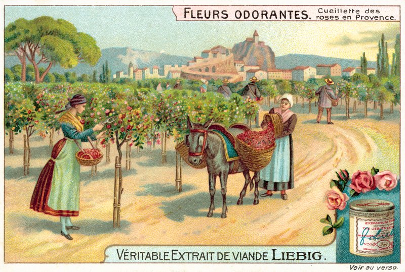Rosenpflücken in der Provence von European School