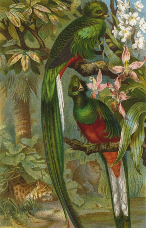 Quetzal von European School