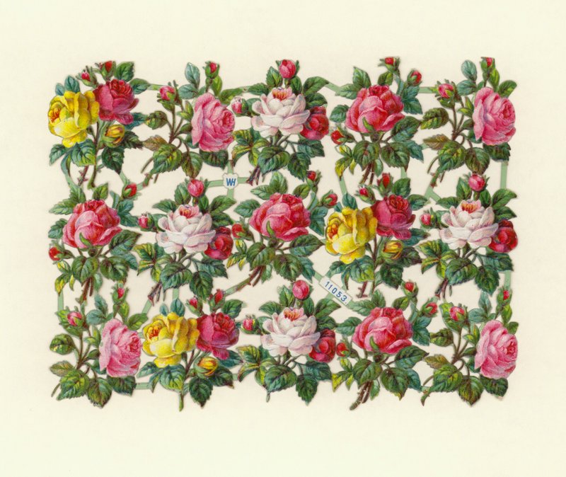 Rosen von European School
