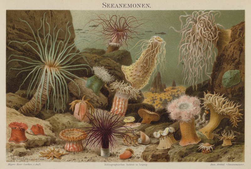 Seeanemonen von European School