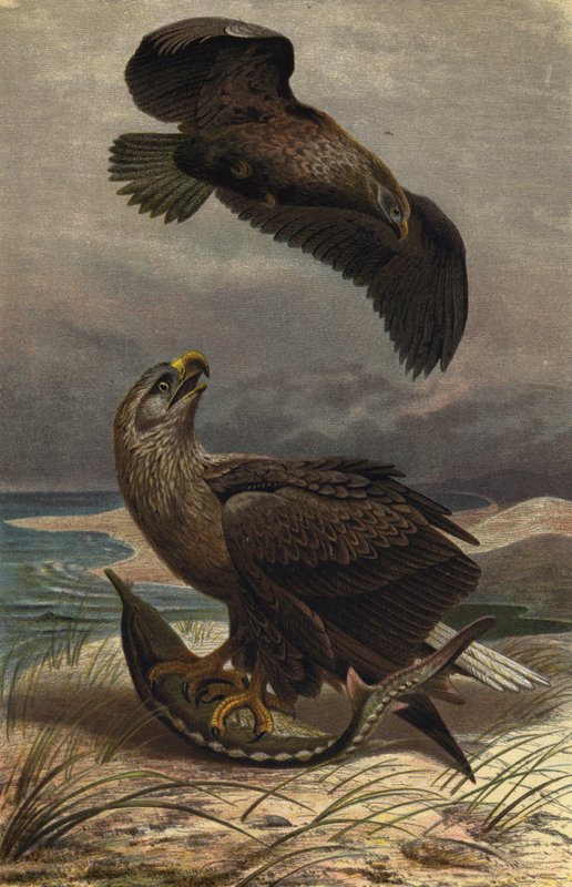 Seeadler von European School