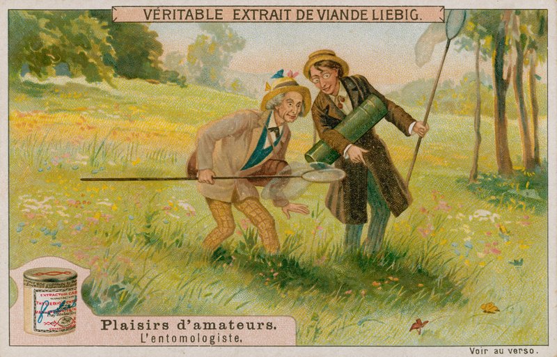 Der Amateur-Entomologe von European School