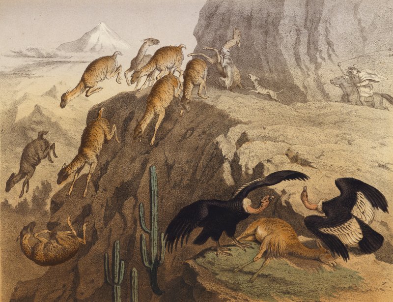 Die Anden in Peru von European School