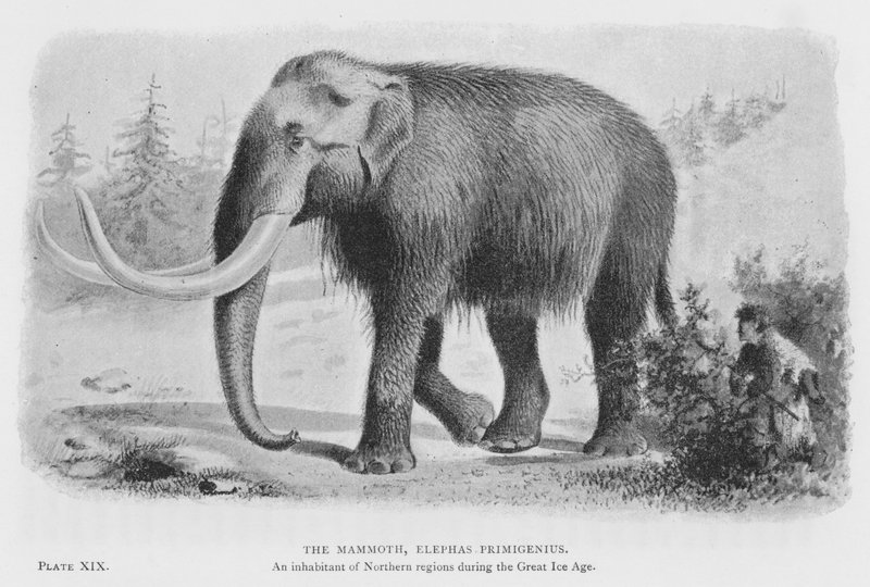 Das Mammut, Elephas Primigenius von European School