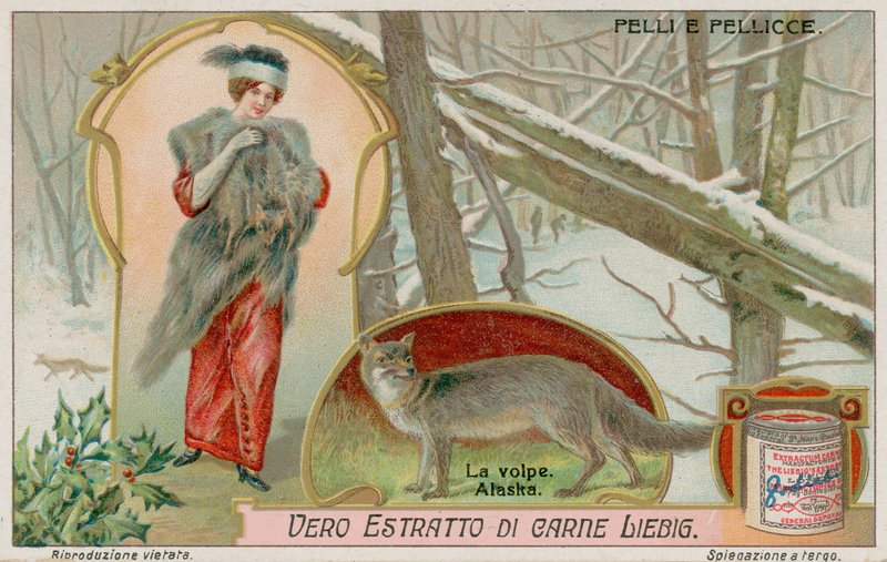 Der Polarfuchs von European School