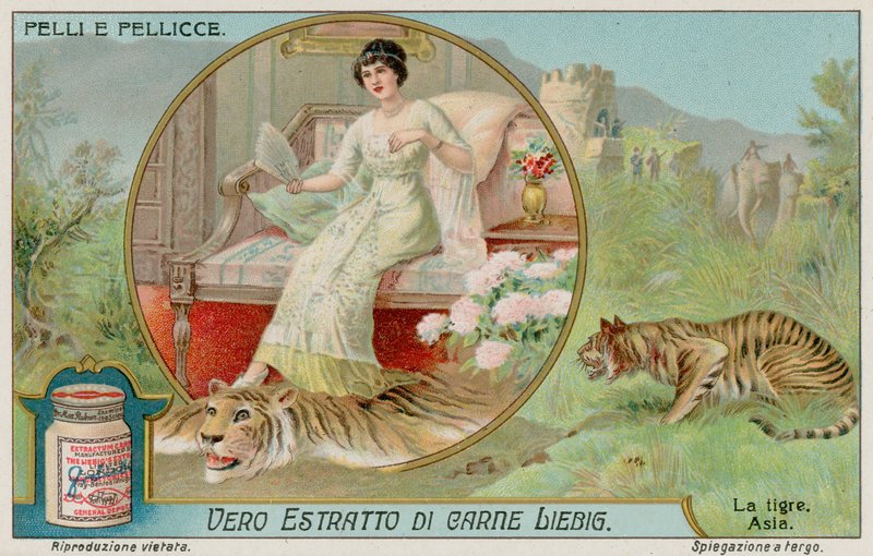 Der Tiger von European School