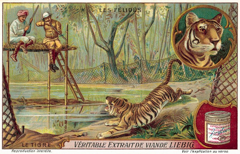 Tiger von European School