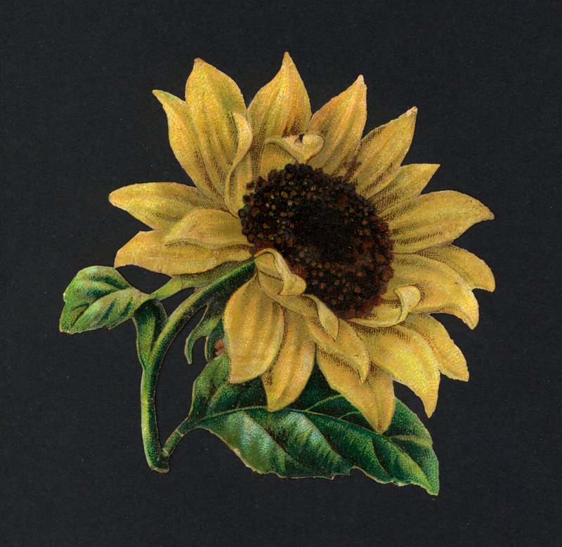Viktorianische Schnipsel: Sonnenblume von European School