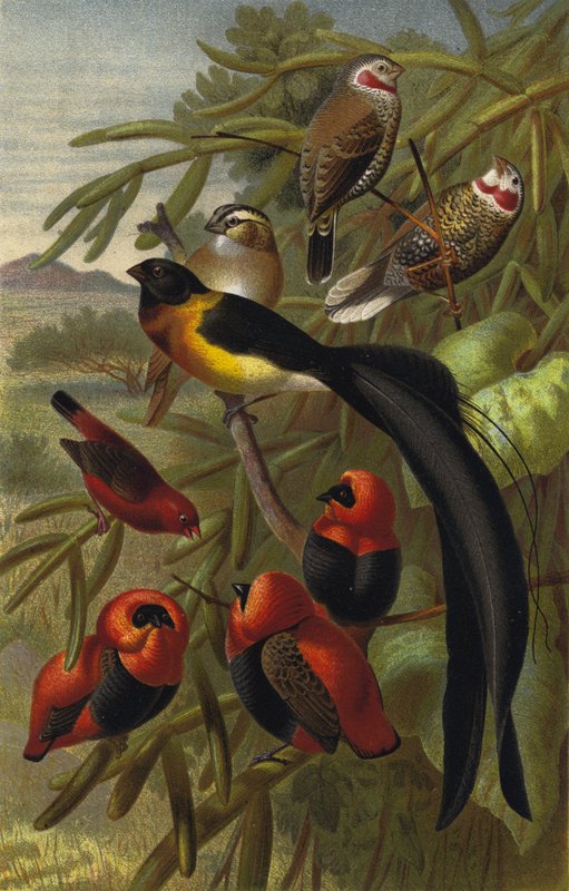 Webervogel von European School