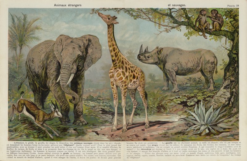 Wilde Tiere von European School