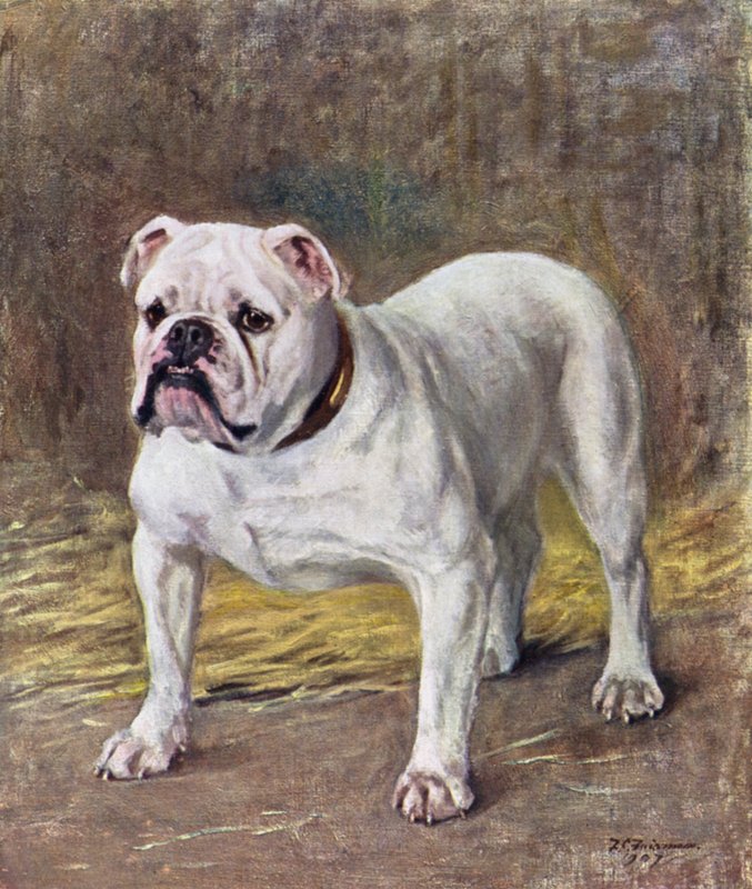Der berühmte Bulldogge Ch Silent Duchess von Frances C. Fairman