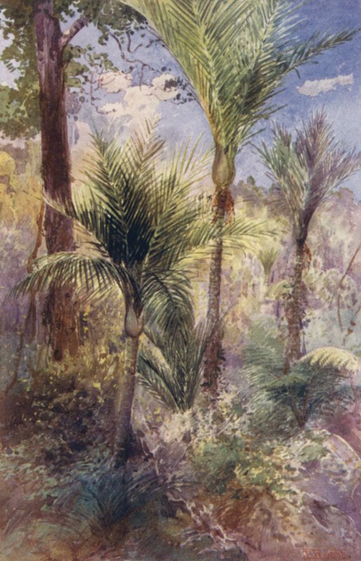 Neuseeland: Nikau-Palmen von Frank H Wright