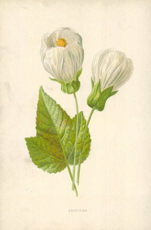 Abutilon von Frederick Edward Hulme