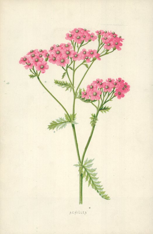Schafgarbe von Frederick Edward Hulme