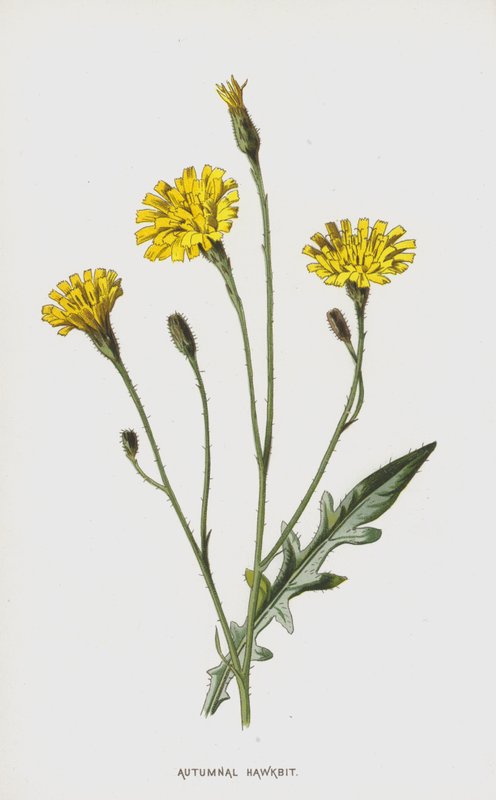 Herbst-Löwenzahn von Frederick Edward Hulme