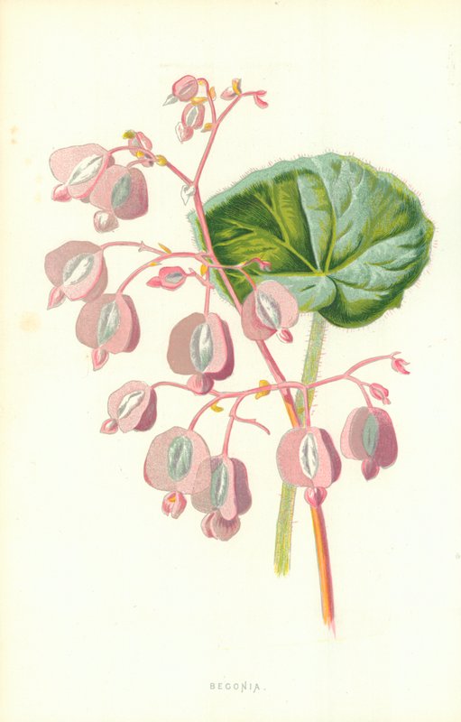 Begonie von Frederick Edward Hulme