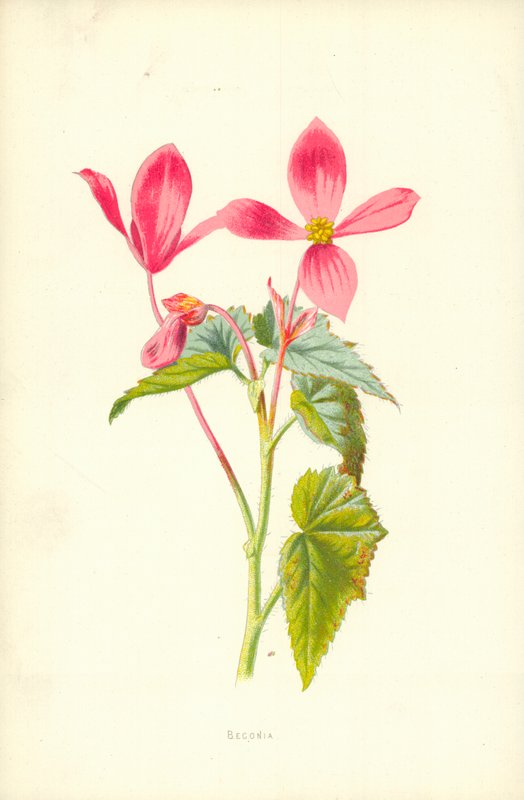 Begonie von Frederick Edward Hulme