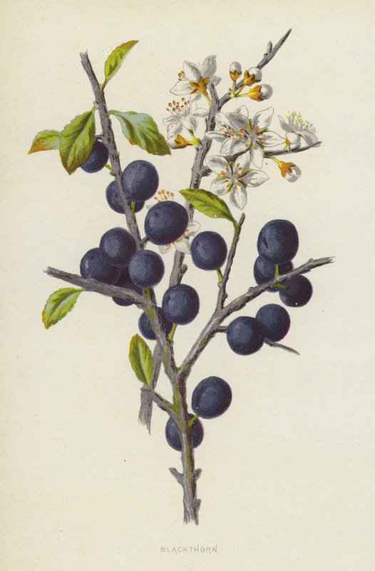 Schlehdorn von Frederick Edward Hulme