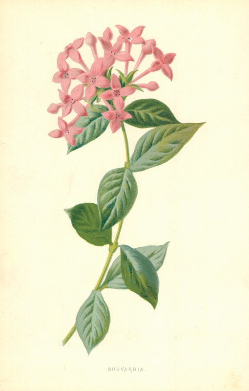 Bouvardia von Frederick Edward Hulme