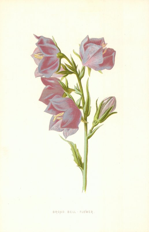 Breitglockenblume von Frederick Edward Hulme