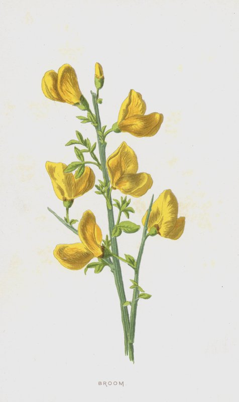 Ginster von Frederick Edward Hulme