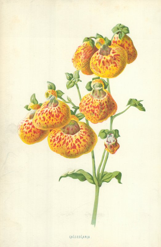 Calceolaria von Frederick Edward Hulme
