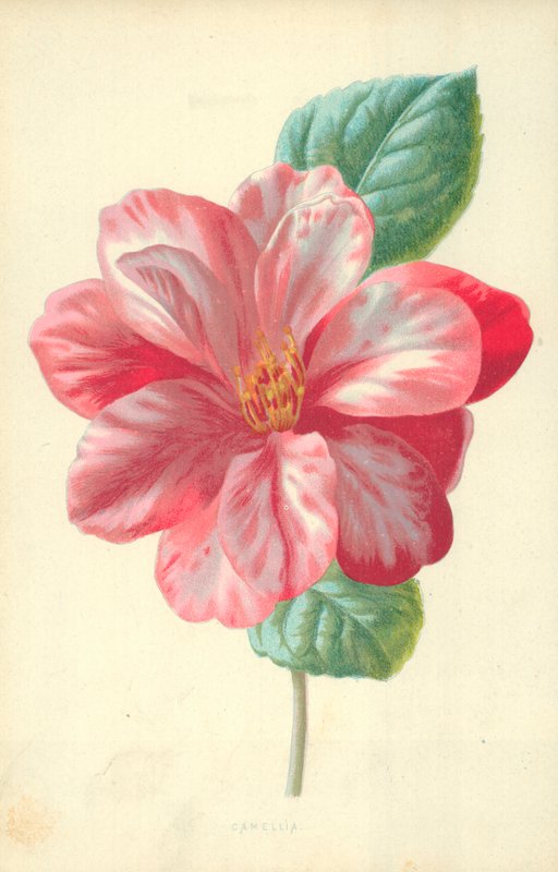 Kamelie von Frederick Edward Hulme