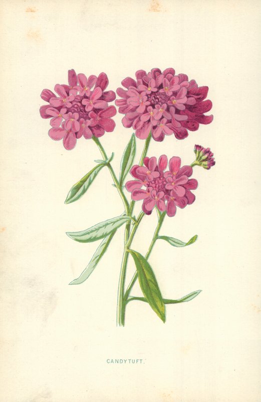 Iberis von Frederick Edward Hulme