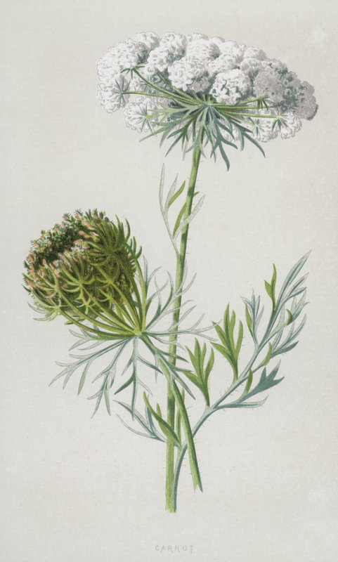 Karotte von Frederick Edward Hulme
