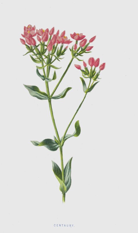 Tausendgüldenkraut von Frederick Edward Hulme