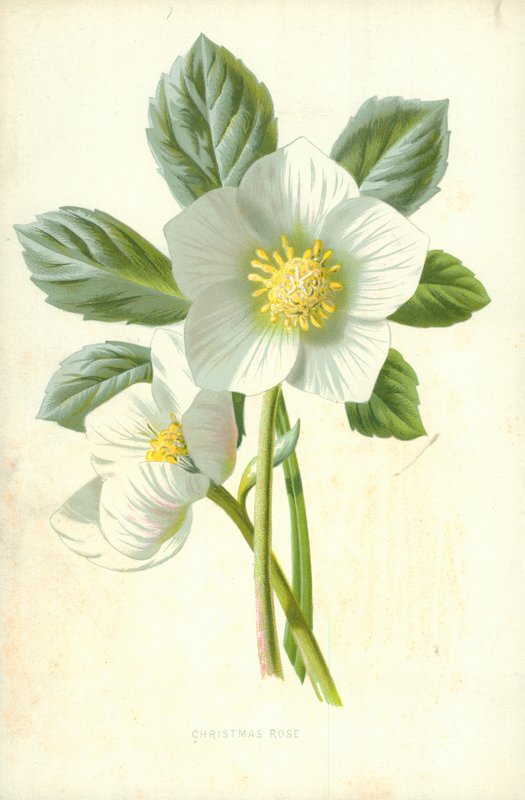 Christrose von Frederick Edward Hulme