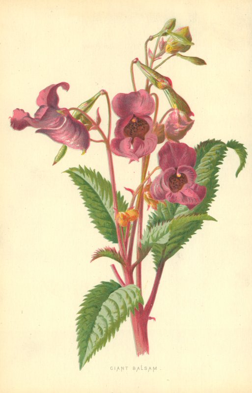 Ciant Balsam von Frederick Edward Hulme