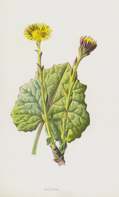 Huflattich von Frederick Edward Hulme