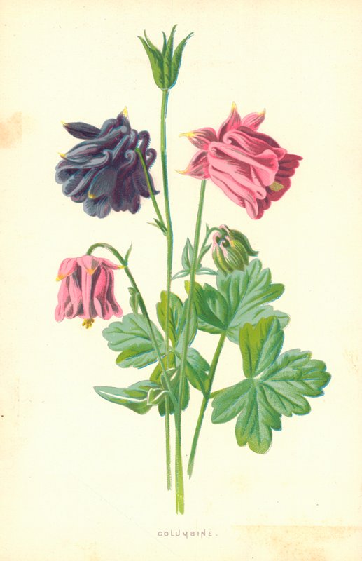 Columbine von Frederick Edward Hulme