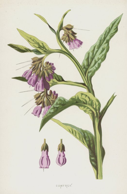 Beinwell von Frederick Edward Hulme