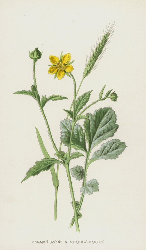 Gemeine Nelkenwurz und Wiesen-Gerste von Frederick Edward Hulme