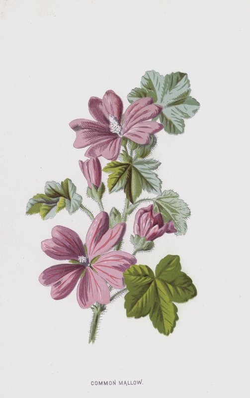 Malve von Frederick Edward Hulme