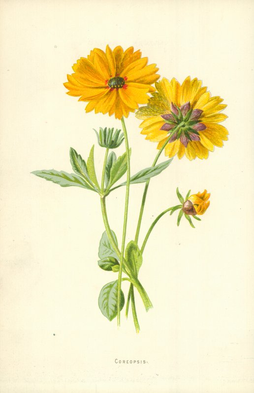 Coreopsis von Frederick Edward Hulme
