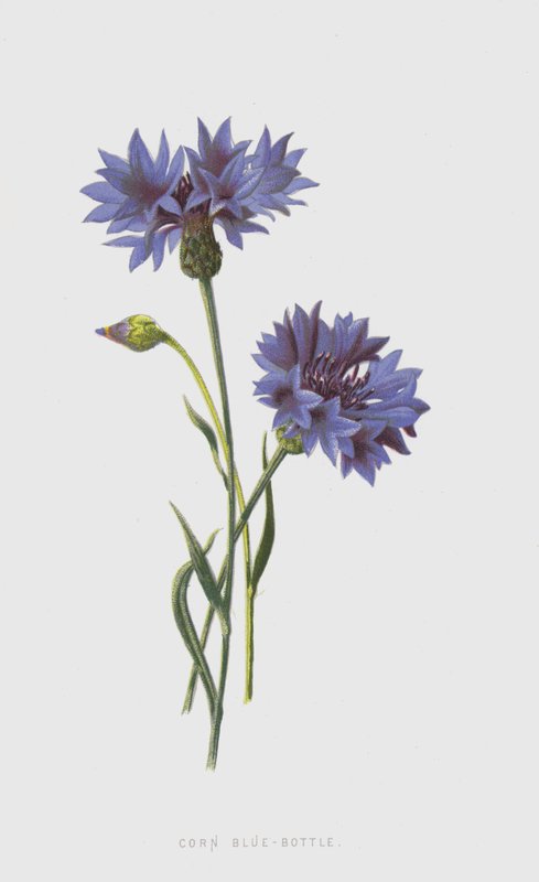 Kornblume von Frederick Edward Hulme