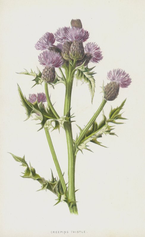 Kriechende Distel von Frederick Edward Hulme