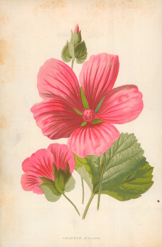 Purpurmalve von Frederick Edward Hulme