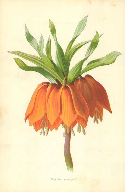 Kaiserkrone von Frederick Edward Hulme