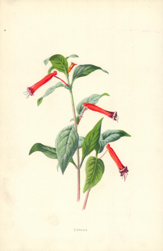 Cuphea von Frederick Edward Hulme
