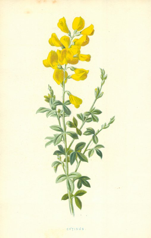 Zytisus von Frederick Edward Hulme