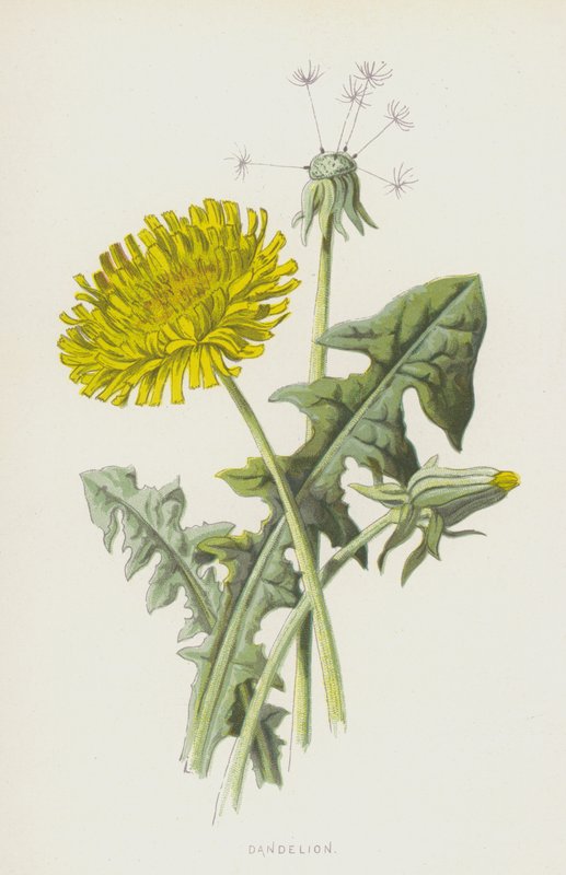 Löwenzahn von Frederick Edward Hulme