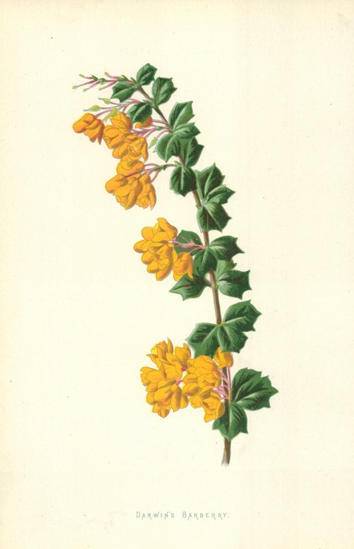 Darwins Berberitze von Frederick Edward Hulme
