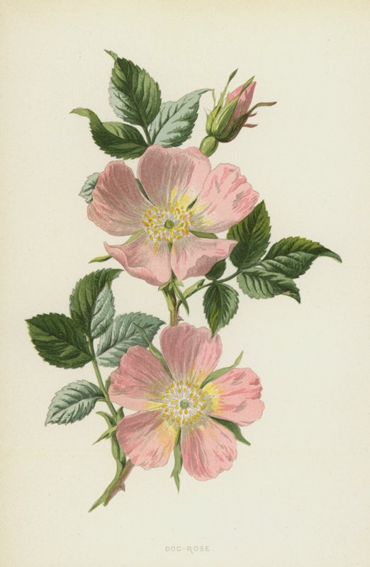 Hundsrose von Frederick Edward Hulme