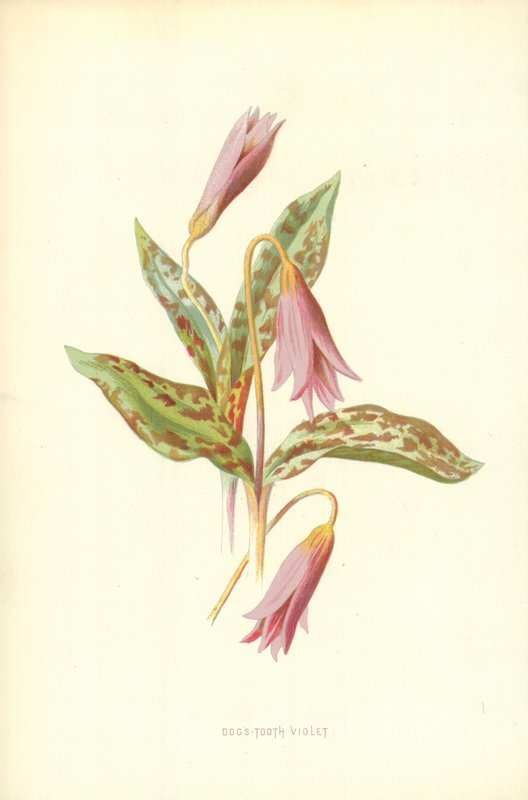 Hundszahn von Frederick Edward Hulme
