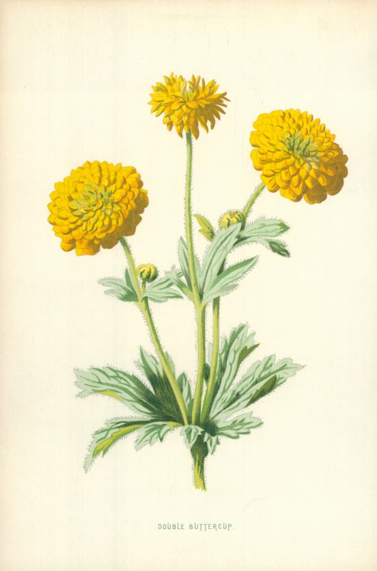 Doppelte Butterblume von Frederick Edward Hulme